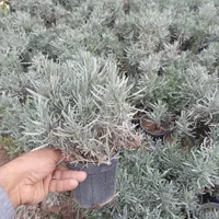 لاوان رزماری|گل و گیاه طبیعی|کرج, ملک‌آباد|دیوار