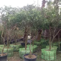 سرویس نهالستان نهال درخت گل گیاه آپارتمانی خانگی|خدمات باغبانی و درختکاری|تهران, زعفرانیه|دیوار