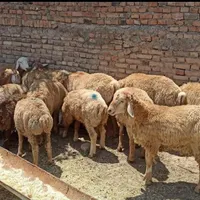 دام زنده گوسفنداورگانیگ جهت قربانی جنت آبادشمالی|حیوانات مزرعه|تهران, جنت‌آباد شمالی|دیوار