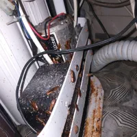 فروش سم سوسک ریز آلمانی سوسک
