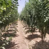 ۱۲۰۰ متر باغ محصور کریم آباد(عباس آبادعلاقبند)|فروش زمین و ملک کلنگی|تهران, کریم‌آباد|دیوار
