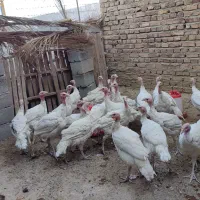 بوقلمون گوشتی