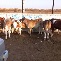 سیمینتال نر اصیل استان گلستان|حیوانات مزرعه|شیراز, احمدآباد|دیوار