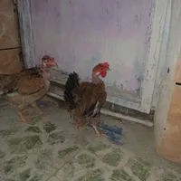 مرغ گردن لخت