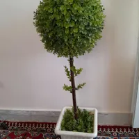 شمشاد مصنوعی