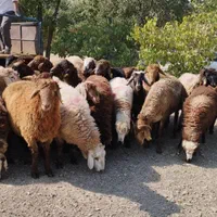 گوسفند زنده20کیلو تا65کیلو جهت قربانی سرتاسر تهران|حیوانات مزرعه|تهران, استاد معین|دیوار