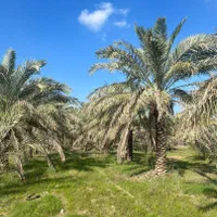 نخل باغ بهشت،|خدمات باغبانی و درختکاری|مشهد, امیر|دیوار