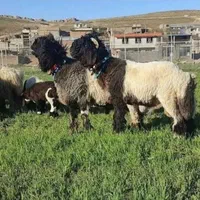 ثبت سفارش گوسفند زنده تحویل در محل سرساعت|حیوانات مزرعه|کرج, مهرویلا جنوبی|دیوار