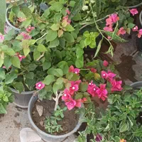 گل های باغچه ای و آپارتمانی شاهپسند،گل محمدی|گل و گیاه طبیعی|تهران, لویزان|دیوار