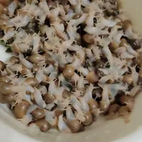 فروش حلزون آلبینو