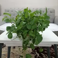گل پتوس|گل و گیاه طبیعی|گلبهار, |دیوار
