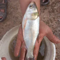 بچه ماهی کپور فیتوفاک وامور|ماهی|اراک, |دیوار