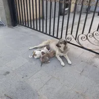 سگ گمشده