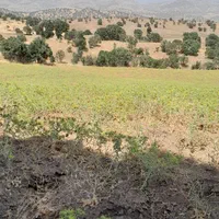 ۵ هکتارونیم زمین کشاورزی  یک تیکه