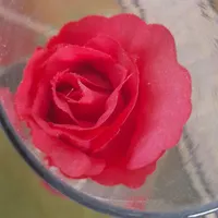 گل مصنوعی دکوری داخل حباب|گل مصنوعی|مشهد, حسابی جنوبی|دیوار