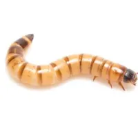 سوپرورم زنده . سوپر ورم خشک . کرم Superworm لارو