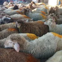 شاهین ویلا گوسفند باغستان گوهردشت گلشهرکل کرج زنده|حیوانات مزرعه|کرج, شاهینویلا|دیوار