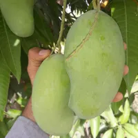 نهال انبه چهارفصل، پیوندی، محلی، رودان
