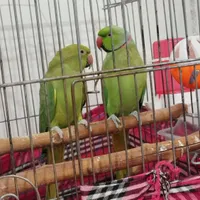 طوطی ملنگو جفت|پرنده|کرج, حصارک|دیوار