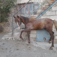 اسب کورد