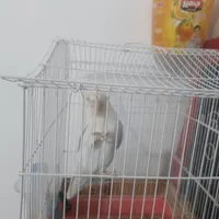 فروش با قفس
