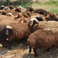 دام تهران زنده بدونه واسطه در جایگاه رسمی|حیوانات مزرعه|تهران, استخر|دیوار