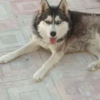 هاسکی