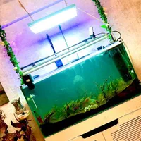 اکواریوم plant فوق العاده استثنایی