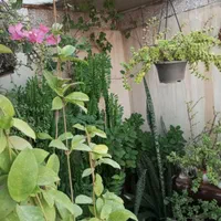 گلخانه خانگی