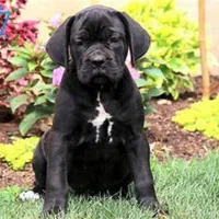 توله سگ 65 روزه دوبرمن ژرمن روتوایلر کن کورسوو|سگ|تهران, گیشا|دیوار