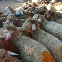 گوسفند زنده گوشتی جهت قربانی به نقاط پرند باسلاخ|حیوانات مزرعه|پرند, |دیوار