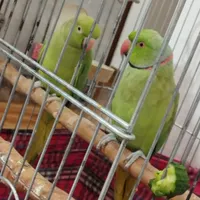 طوطی ملنگو جفت|پرنده|کرج, حصارک|دیوار