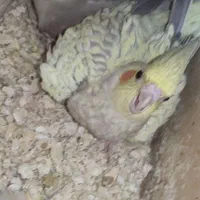 سه جفت عروس دستی سخنگو روتخم مفت فقط امروز|پرنده|تربت‌حیدریه, ۴۵ متری|دیوار