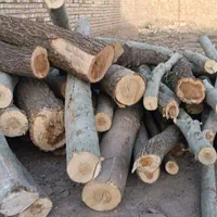 خرید انواع چوب باغی وخانه و....باقیمت بالا|خدمات باغبانی و درختکاری|نیشابور, شهید بهشتی|دیوار