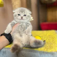 بچه گربه های عروسکی دلربا|گربه|اصفهان, آزادگان|دیوار