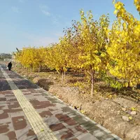 فروش زمین در باغستان 200