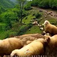٪گوسفند **زنده کل تهران سرویس ارسال درمحل 24ساعته.|حیوانات مزرعه|تهران, جنت‌آباد مرکزی|دیوار