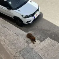 بیسو T3 مدل ۹۹ عروسک خانگی بی رنگ