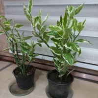 گل پدیلانتوس، سیکاس