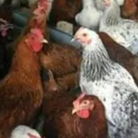 نیمچه ۴ماهه و۳ماهه ودوماههگلپایگانی مرغ وخروس