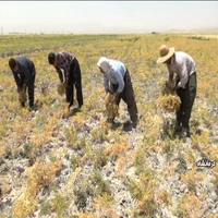 گروه کارگرکارکشاورزی به صورت گروهی|خدمات باغبانی و درختکاری|خرمآباد, |دیوار