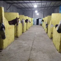 اسب سواری و باشگاه سوارکاری