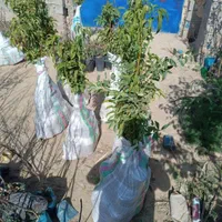 نهال ازگیل عناب میوه و پسته|خدمات باغبانی و درختکاری|تاکستان, |دیوار