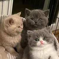 گربه بریتیش شورت هیر/بلو/مشکی/کرم/خرسی