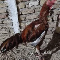 فروش تخم لاری