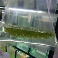 عدسک رو آبی|ماهی|اصفهان, هفتون|دیوار