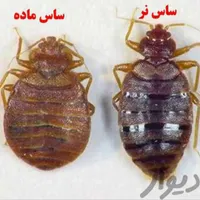 سمپاشی موریانه ساس سوسک سم پاشی تضمینی|خدمات نظافت|بندر ماهشهر, |دیوار
