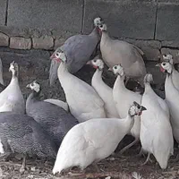 تخم مرغ نطفه دار مرغ شاخدار۶۰تا موجوده