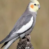 فندقم سمت درنیکا و سراوان گم شده لطفا کمک کنید