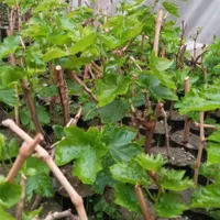 نهال اصلاح شده انگور (گلدانی)|خدمات باغبانی و درختکاری|بهار, |دیوار